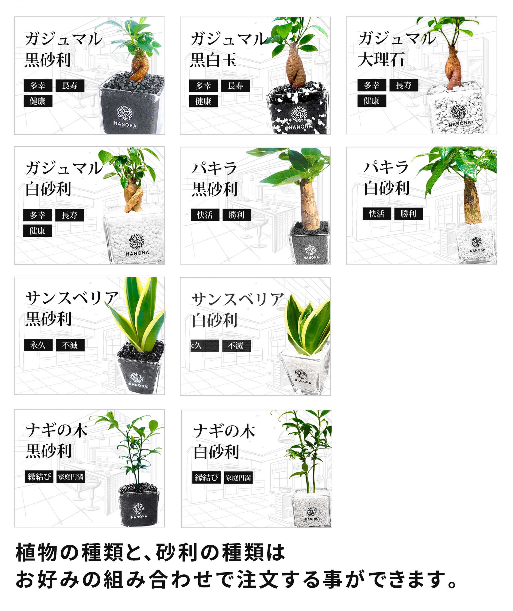 販売している植物の種類について